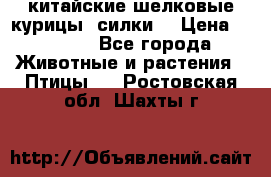 китайские шелковые курицы (силки) › Цена ­ 2 500 - Все города Животные и растения » Птицы   . Ростовская обл.,Шахты г.